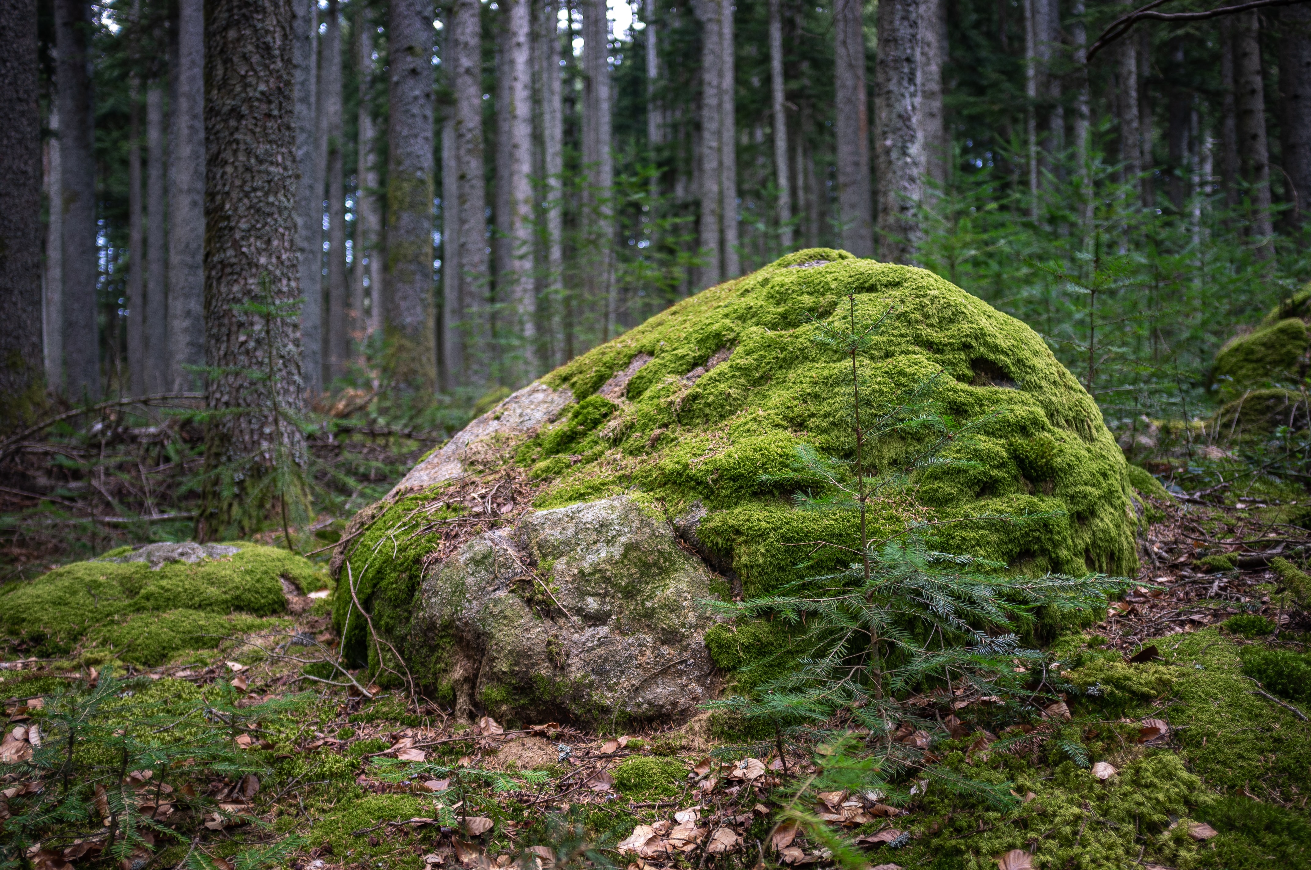 forest rock mound