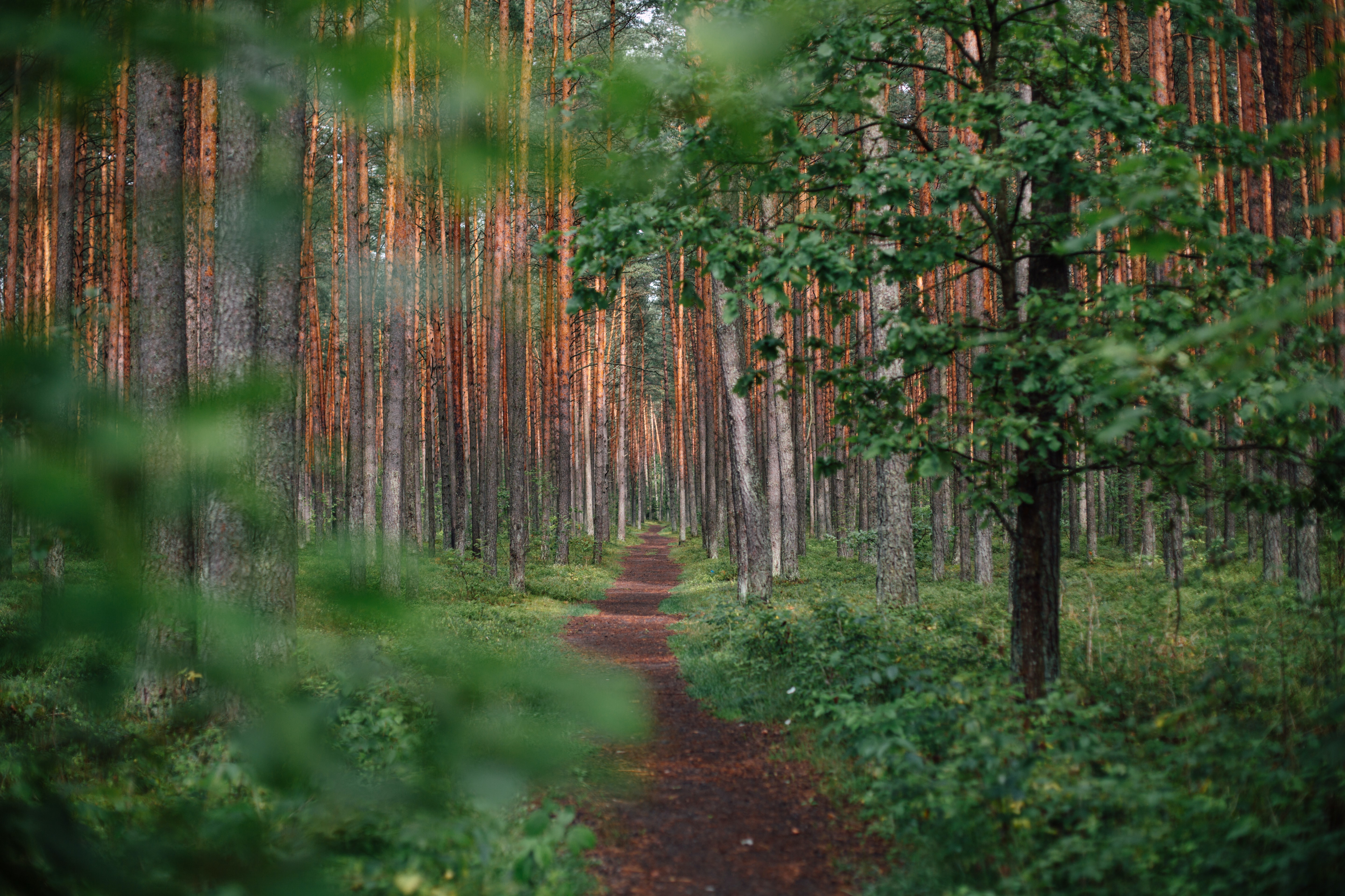 forest trail